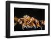 Whip Coral Shrimp-Bernard Radvaner-Framed Photographic Print