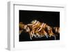 Whip Coral Shrimp-Bernard Radvaner-Framed Photographic Print