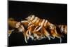 Whip Coral Shrimp-Bernard Radvaner-Mounted Photographic Print