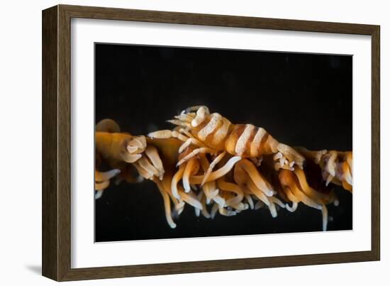 Whip Coral Shrimp-Bernard Radvaner-Framed Photographic Print