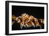 Whip Coral Shrimp-Bernard Radvaner-Framed Photographic Print