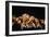 Whip Coral Shrimp-Bernard Radvaner-Framed Photographic Print