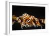 Whip Coral Shrimp-Bernard Radvaner-Framed Photographic Print