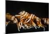 Whip Coral Shrimp-Bernard Radvaner-Mounted Photographic Print