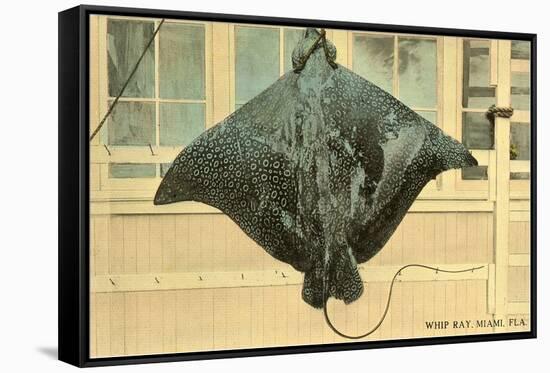 Whip Ray, Miami, Florida-null-Framed Stretched Canvas