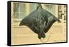 Whip Ray, Miami, Florida-null-Framed Stretched Canvas