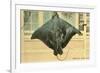 Whip Ray, Miami, Florida-null-Framed Premium Giclee Print