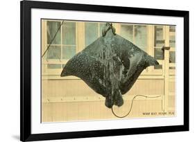 Whip Ray, Miami, Florida-null-Framed Premium Giclee Print