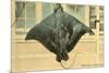 Whip Ray, Miami, Florida-null-Mounted Premium Giclee Print