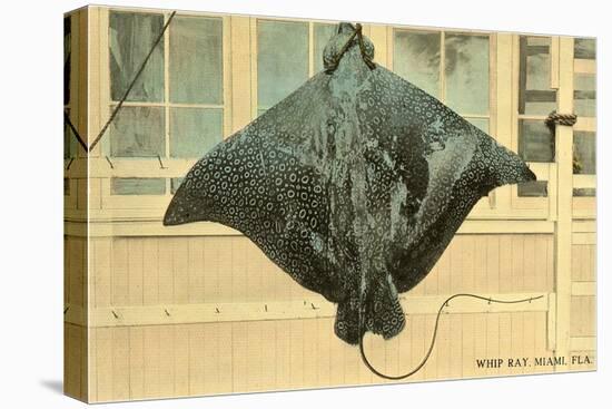 Whip Ray, Miami, Florida-null-Stretched Canvas