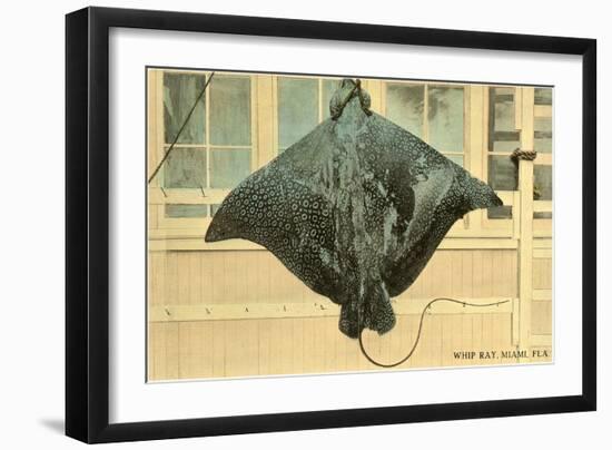 Whip Ray, Miami, Florida-null-Framed Art Print