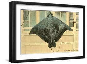 Whip Ray, Miami, Florida-null-Framed Art Print