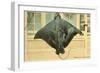 Whip Ray, Miami, Florida-null-Framed Art Print