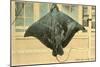 Whip Ray, Miami, Florida-null-Mounted Art Print