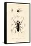 Whip Scorpion, 1833-39-null-Framed Stretched Canvas