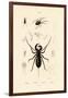 Whip Scorpion, 1833-39-null-Framed Giclee Print