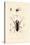 Whip Scorpion, 1833-39-null-Stretched Canvas