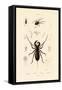 Whip Scorpion, 1833-39-null-Framed Stretched Canvas