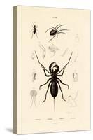 Whip Scorpion, 1833-39-null-Stretched Canvas