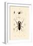 Whip Scorpion, 1833-39-null-Framed Giclee Print