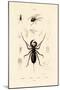 Whip Scorpion, 1833-39-null-Mounted Giclee Print