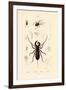 Whip Scorpion, 1833-39-null-Framed Giclee Print