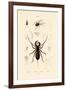 Whip Scorpion, 1833-39-null-Framed Giclee Print