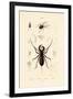 Whip Scorpion, 1833-39-null-Framed Giclee Print