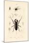 Whip Scorpion, 1833-39-null-Mounted Giclee Print