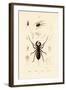 Whip Scorpion, 1833-39-null-Framed Giclee Print