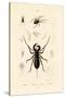 Whip Scorpion, 1833-39-null-Stretched Canvas