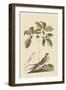 Whipoorwill-Mark Catesby-Framed Art Print