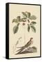 Whipoorwill-Mark Catesby-Framed Stretched Canvas