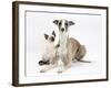 Whippet Bitch, with Siamese Kitten, 10 Weeks-Mark Taylor-Framed Photographic Print