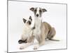 Whippet Bitch, with Siamese Kitten, 10 Weeks-Mark Taylor-Mounted Photographic Print