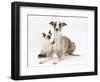 Whippet Bitch, with Siamese Kitten, 10 Weeks-Mark Taylor-Framed Photographic Print