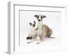 Whippet Bitch, with Siamese Kitten, 10 Weeks-Mark Taylor-Framed Photographic Print