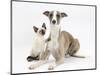 Whippet Bitch, with Siamese Kitten, 10 Weeks-Mark Taylor-Mounted Photographic Print