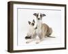 Whippet Bitch, with Siamese Kitten, 10 Weeks-Mark Taylor-Framed Photographic Print