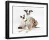 Whippet Bitch, with Siamese Kitten, 10 Weeks-Mark Taylor-Framed Photographic Print