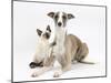 Whippet Bitch, with Siamese Kitten, 10 Weeks-Mark Taylor-Mounted Photographic Print