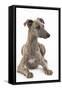 Whippet in Studio-null-Framed Stretched Canvas
