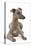 Whippet in Studio-null-Stretched Canvas