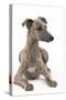 Whippet in Studio-null-Stretched Canvas