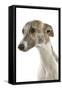 Whippet in Studio-null-Framed Stretched Canvas