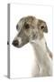 Whippet in Studio-null-Stretched Canvas