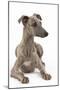 Whippet in Studio-null-Mounted Photographic Print