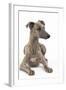 Whippet in Studio-null-Framed Photographic Print