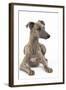 Whippet in Studio-null-Framed Photographic Print