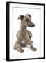 Whippet in Studio-null-Framed Photographic Print